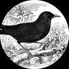 blackbird_girl